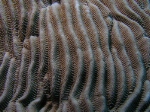 Coral Detail